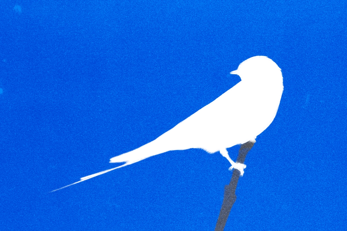 White silhouette of a long-tailed swallow perched on a branch against a deep blue background