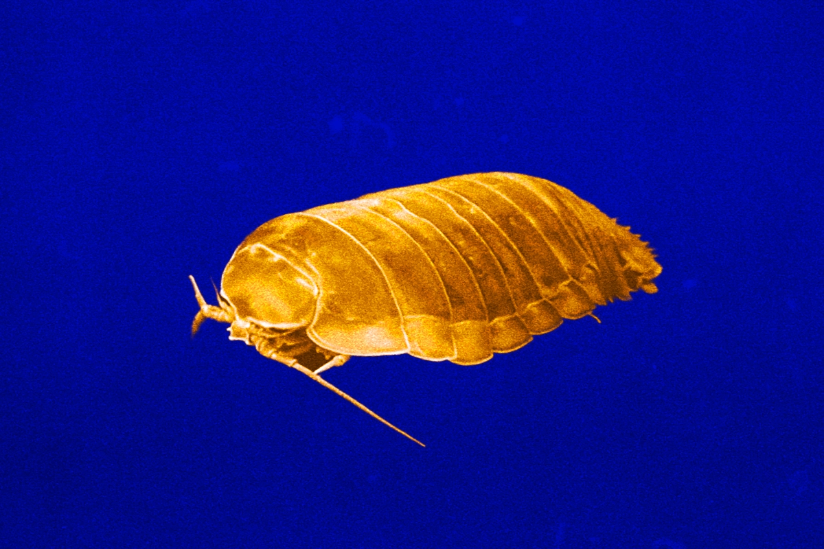 A giant isopod with segmented shell and long antennae, tinted gold against deep blue water